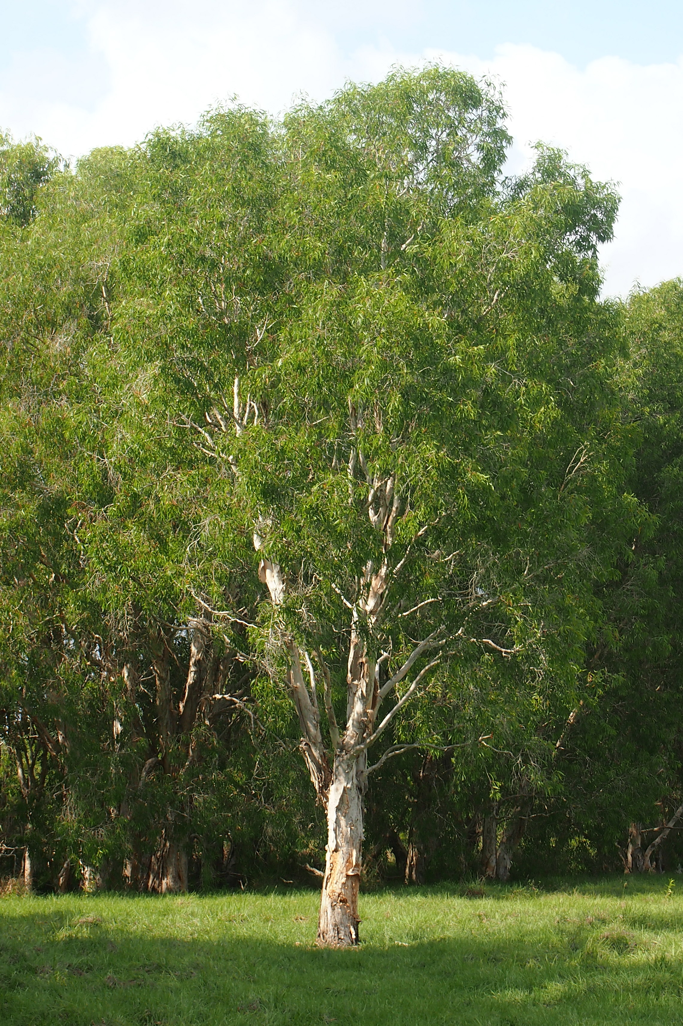 Melaleuca leucadendra (Cajeput Tree)